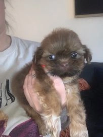 Shih Tzu dogs for sale in Leicester - Advert 2