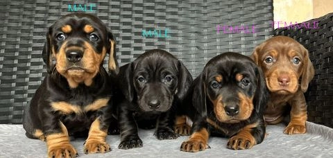 Miniature Dachshund dogs for sale in Tipton - Advert 14