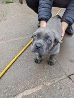 Cane Corso dogs for sale in Birmingham - Advert 3