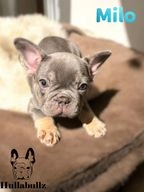 French Bulldog dogs for sale in Saint Leonards-on-sea - Advert 2