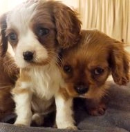 Cavalier King Charles Spaniel dogs for sale in Slough - Advert 6