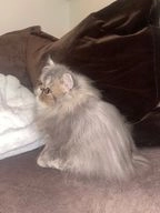 Persian cats for sale in Horley - Advert 4