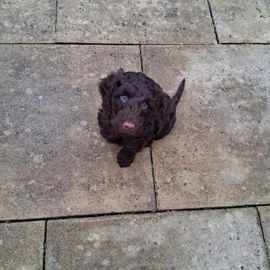 Cockapoo dogs for sale in Derby - Advert 6