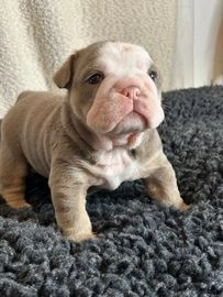 English Bulldog dogs for sale in London - Advert 10