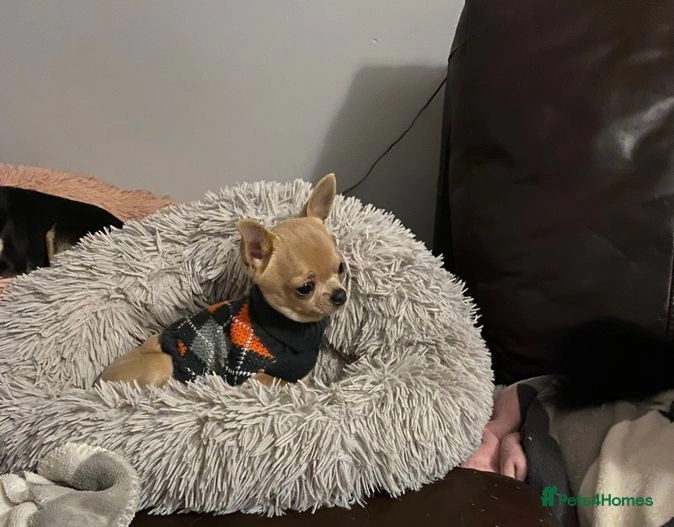 Chihuahua dogs for sale:  ❤️Ready Now K.C longcoat pups and K.C Tiny Boy ❤️ in Buckingham - Image 12