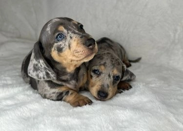 Miniature Dachshund dogs for sale in Swanley - Advert 5