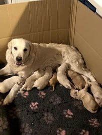 Golden Retriever dogs for sale in Haywards Heath - Advert 7