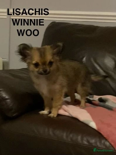 Chihuahua dogs for sale:  ❤️Ready Now K.C longcoat pups and K.C Tiny Boy ❤️ in Buckingham - Image 14