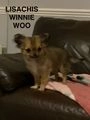 Chihuahua dogs for sale:  ❤️Ready Now K.C longcoat pups and K.C Tiny Boy ❤️ in Buckingham - Image 14