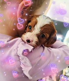 Cavapoo dogs for sale in Doncaster - Advert 3