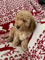 Cockapoo dogs for sale in Liverpool - Advert 16