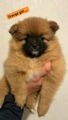 Pomeranian dogs for sale: Teddy bear pomeranian puppies  in Bolton - Image 17