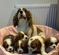 Cavalier King Charles Spaniel dogs for sale: Traditional Blenheim Cavalier Puppies  in West Malling - Image 25