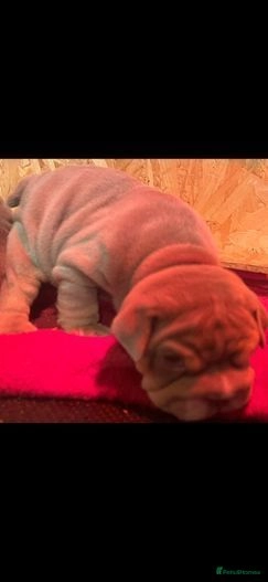 English Bulldog dogs for sale: TOP QUALITY ENGLISH BULLDOGS in Leigh - Image 3