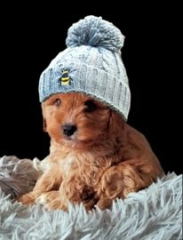 Cavapoo dogs for sale in Stockport - Advert 11