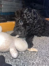 Miniature Poodle dogs for sale in Stoke-on-Trent - Advert 8