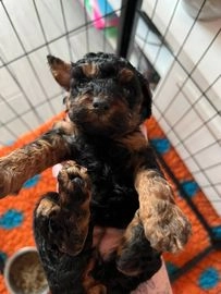 Miniature Poodle dogs for sale in Stoke-on-Trent - Advert 4