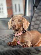 Miniature Dachshund dogs for sale in Droitwich - Advert 2