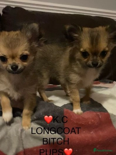 Chihuahua dogs for sale:  ❤️Ready Now K.C longcoat pups and K.C Tiny Boy ❤️ in Buckingham - Image 1