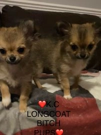 Chihuahua dogs for sale in Buckingham - Advert 14