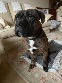 Bullmastiff dogs for sale in Stoke-on-Trent - Advert 3