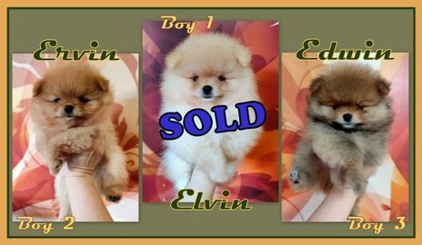 Pomeranian dogs for sale in Bridgwater - Advert 12