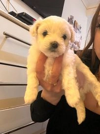 Bichon Frise dogs for sale in Edgware - Advert 2