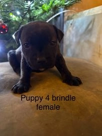 Staffordshire Bull Terrier dogs for sale in New Milton - Advert 3