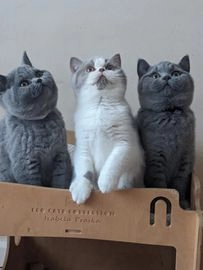 British Shorthair cats for sale in Ware - Advert 6