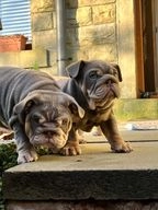 English Bulldog dogs for sale in Rossendale - Advert 2