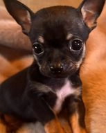 Chihuahua dogs for sale in South Shields - Advert 7