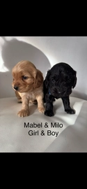 Cocker Spaniel dogs for sale in Maidstone - Advert 4