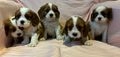 Cavalier King Charles Spaniel dogs for sale: Traditional Blenheim Cavalier Puppies  in West Malling - Image 26