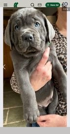 Cane Corso dogs for sale in Newark - Advert 1