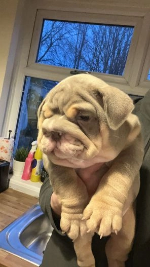 English Bulldog Puppy 2