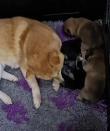 Japanese Shiba Inu dogs for sale in Derby - Advert 1