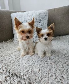 Biewer Terrier dogs for sale in Nuneaton - Advert 3