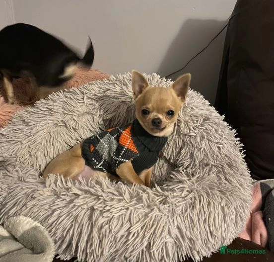 Chihuahua dogs for sale:  ❤️Ready Now K.C longcoat pups and K.C Tiny Boy ❤️ in Buckingham - Image 2