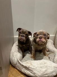 English Bulldog dogs for sale in Stockport - Advert 4