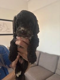 Cockapoo dogs for sale in Wirral - Advert 12