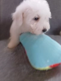 Maltipoo dogs for sale in Worksop - Advert 15