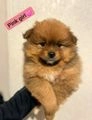 Pomeranian dogs for sale: Teddy bear pomeranian puppies  in Bolton - Image 10