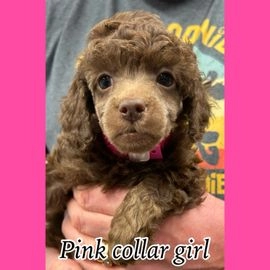 Miniature Poodle dogs for sale in Battle - Advert 4