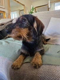 Dachshund dogs for stud in Hythe - Advert 15