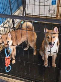 Japanese Shiba Inu dogs for sale in Nottingham - Advert 4