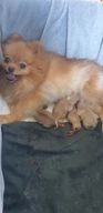 Pomeranian dogs for sale in Maryport - Advert 2