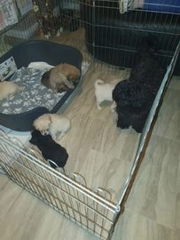 Chipoo dogs for sale in Manchester - Advert 1