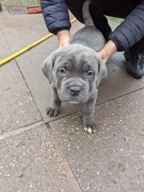 Cane Corso dogs for sale in Birmingham - Advert 3