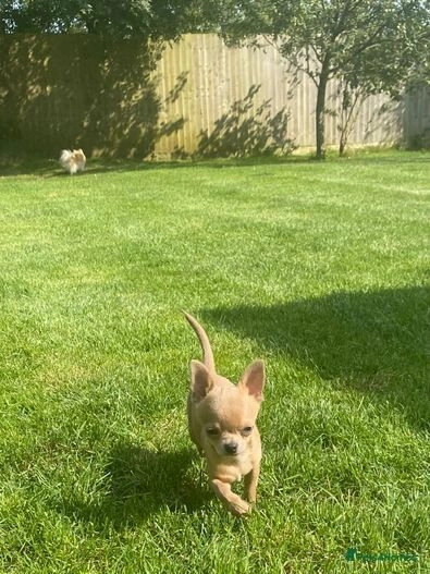 Chihuahua dogs for sale:  ❤️Ready Now K.C longcoat pups and K.C Tiny Boy ❤️ in Buckingham - Image 6