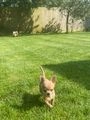 Chihuahua dogs for sale:  ❤️Ready Now K.C longcoat pups and K.C Tiny Boy ❤️ in Buckingham - Image 6